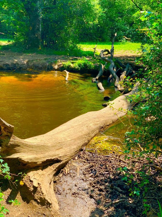 Forest Haven Sway Luaran gambar