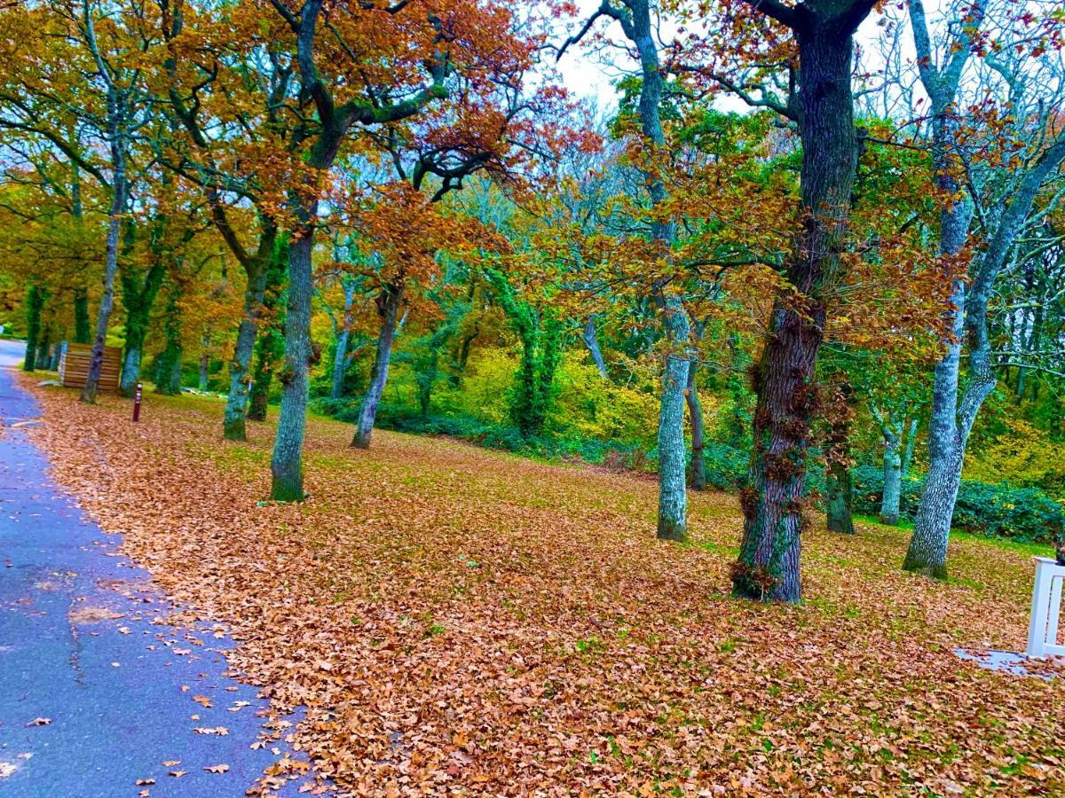 Forest Haven Sway Luaran gambar
